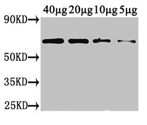 western blot using plant L-ascorbate oxidase antibodies